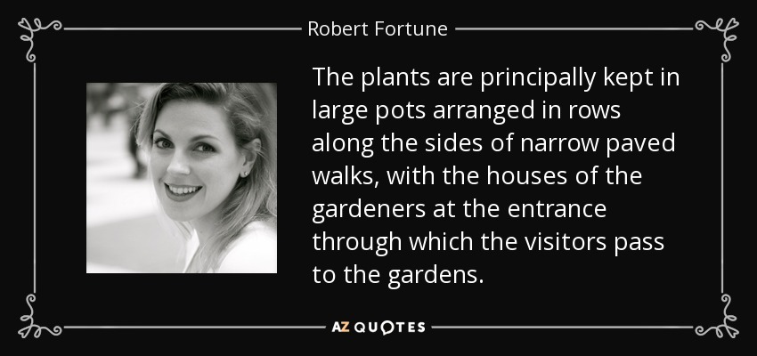 The plants are principally kept in large pots arranged in rows along the sides of narrow paved walks, with the houses of the gardeners at the entrance through which the visitors pass to the gardens. - Robert Fortune
