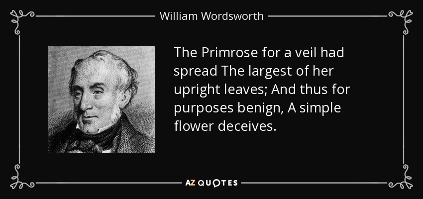The Primrose for a veil had spread The largest of her upright leaves; And thus for purposes benign, A simple flower deceives. - William Wordsworth
