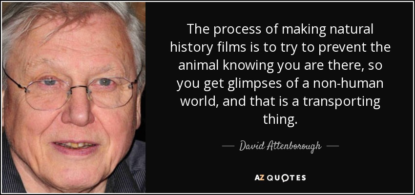 The process of making natural history films is to try to prevent the animal knowing you are there, so you get glimpses of a non-human world, and that is a transporting thing. - David Attenborough
