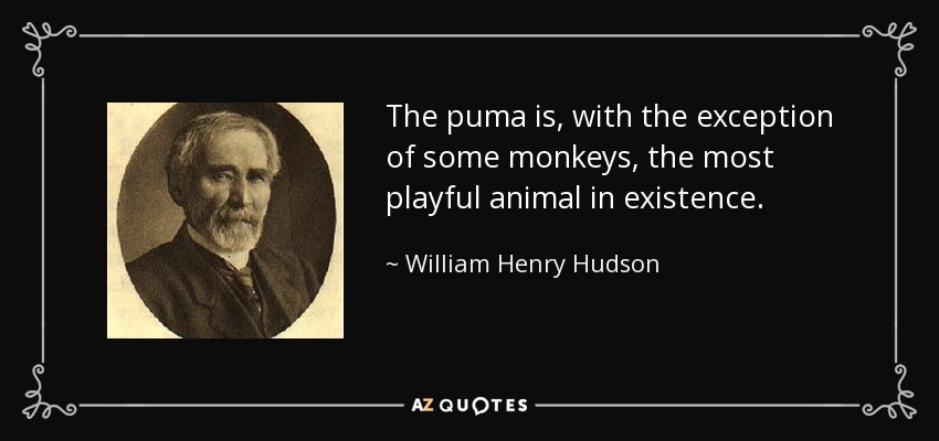 The puma is, with the exception of some monkeys, the most playful animal in existence. - William Henry Hudson