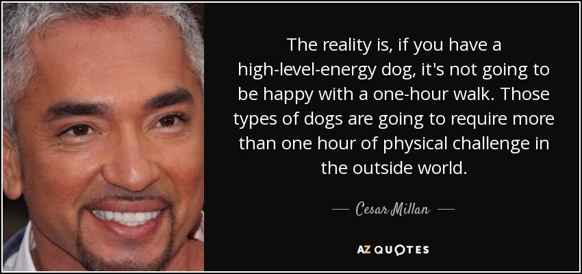 The reality is, if you have a high-level-energy dog, it's not going to be happy with a one-hour walk. Those types of dogs are going to require more than one hour of physical challenge in the outside world. - Cesar Millan