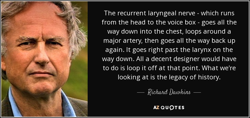 The recurrent laryngeal nerve - which runs from the head to the voice box - goes all the way down into the chest, loops around a major artery, then goes all the way back up again. It goes right past the larynx on the way down. All a decent designer would have to do is loop it off at that point. What we're looking at is the legacy of history. - Richard Dawkins