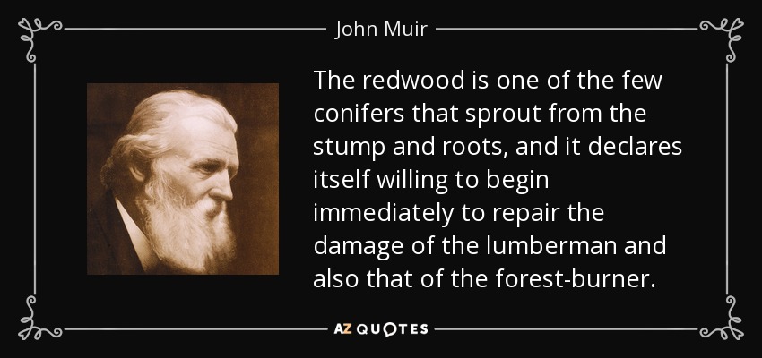 The redwood is one of the few conifers that sprout from the stump and roots, and it declares itself willing to begin immediately to repair the damage of the lumberman and also that of the forest-burner. - John Muir