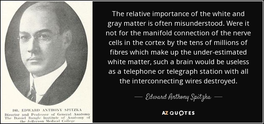 The relative importance of the white and gray matter is often misunderstood. Were it not for the manifold connection of the nerve cells in the cortex by the tens of millions of fibres which make up the under-estimated white matter, such a brain would be useless as a telephone or telegraph station with all the interconnecting wires destroyed. - Edward Anthony Spitzka