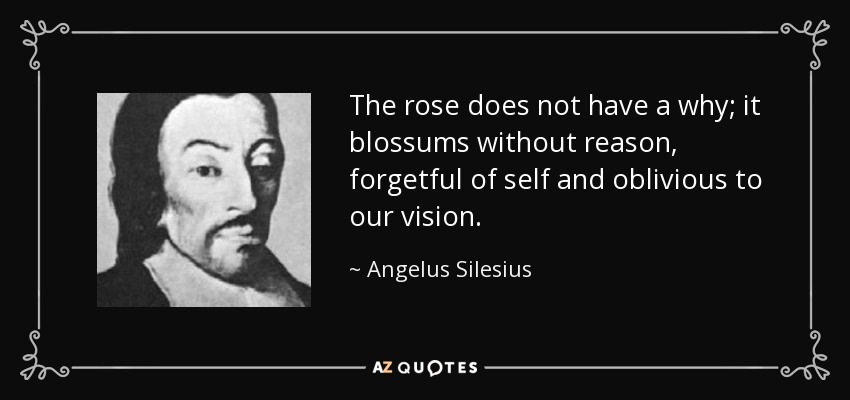 The rose does not have a why; it blossums without reason, forgetful of self and oblivious to our vision. - Angelus Silesius