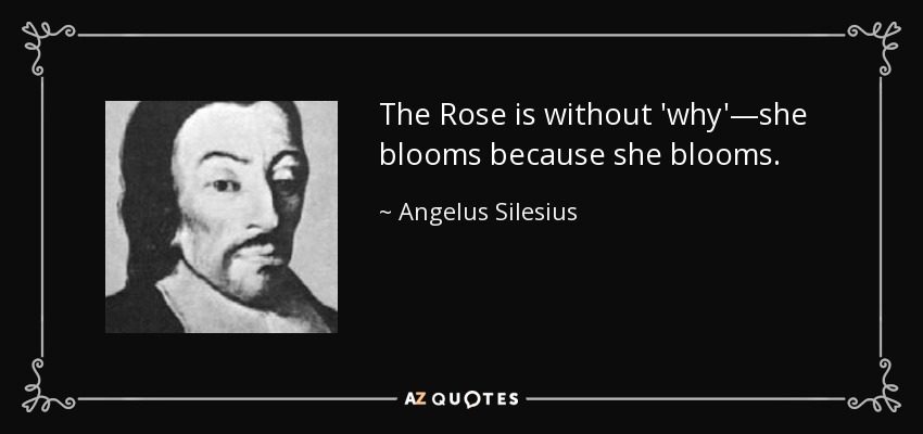 The Rose is without 'why'—she blooms because she blooms. - Angelus Silesius