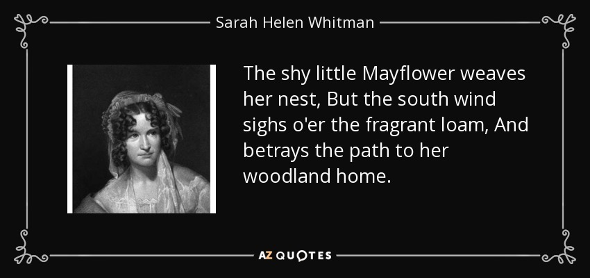 The shy little Mayflower weaves her nest, But the south wind sighs o'er the fragrant loam, And betrays the path to her woodland home. - Sarah Helen Whitman
