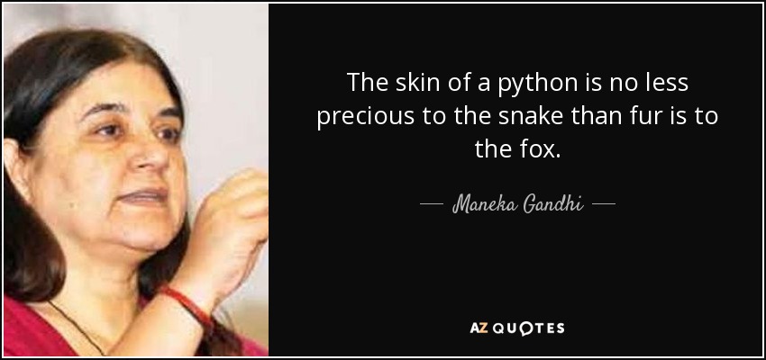 The skin of a python is no less precious to the snake than fur is to the fox. - Maneka Gandhi