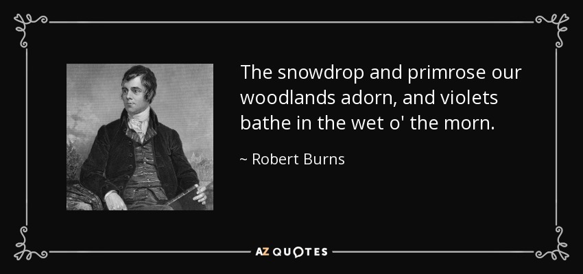 The snowdrop and primrose our woodlands adorn, and violets bathe in the wet o' the morn. - Robert Burns