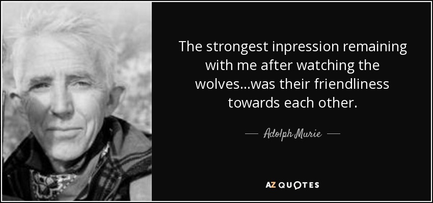 The strongest inpression remaining with me after watching the wolves...was their friendliness towards each other. - Adolph Murie