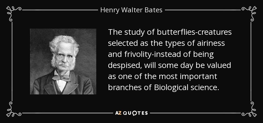 The study of butterflies-creatures selected as the types of airiness and frivolity-instead of being despised, will some day be valued as one of the most important branches of Biological science. - Henry Walter Bates