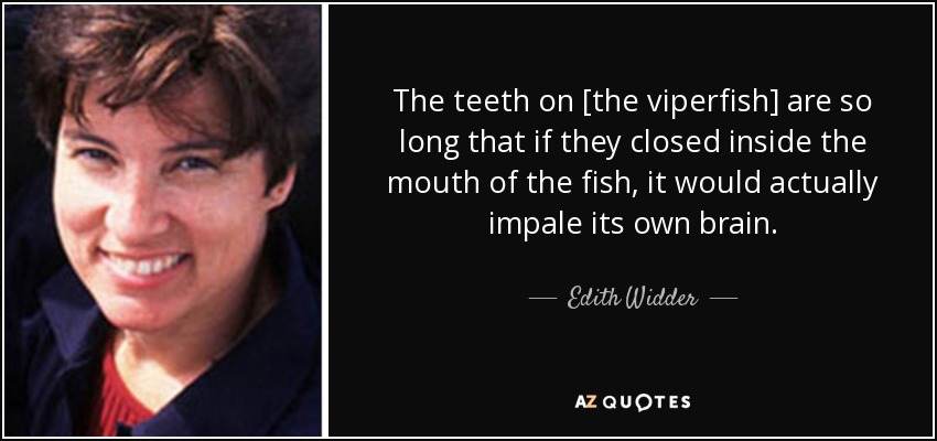 The teeth on [the viperfish] are so long that if they closed inside the mouth of the fish, it would actually impale its own brain. - Edith Widder