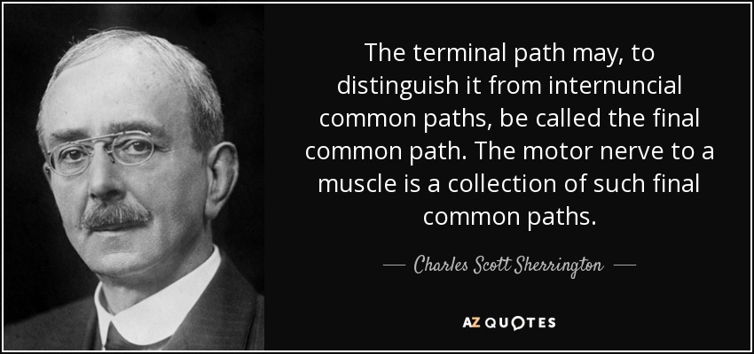 The terminal path may, to distinguish it from internuncial common paths, be called the final common path. The motor nerve to a muscle is a collection of such final common paths. - Charles Scott Sherrington