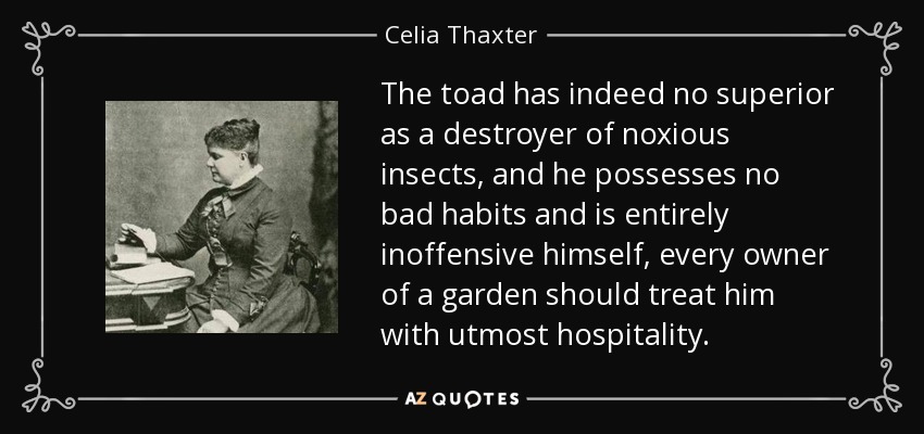 The toad has indeed no superior as a destroyer of noxious insects, and he possesses no bad habits and is entirely inoffensive himself, every owner of a garden should treat him with utmost hospitality. - Celia Thaxter