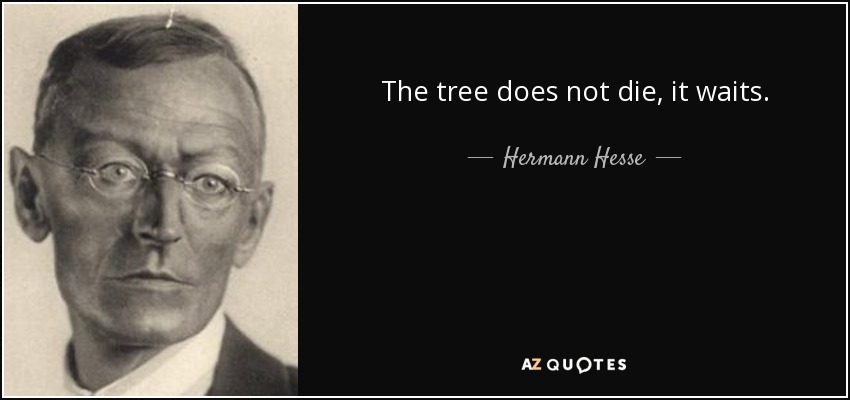 The tree does not die, it waits. - Hermann Hesse