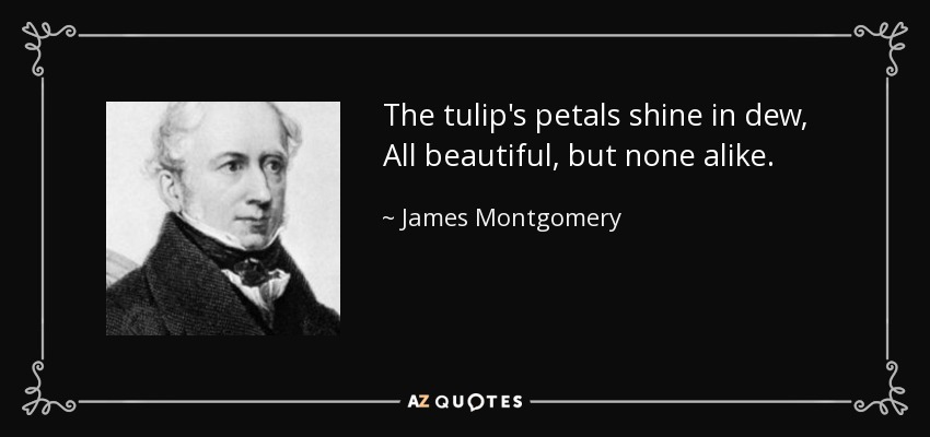 The tulip's petals shine in dew, All beautiful, but none alike. - James Montgomery