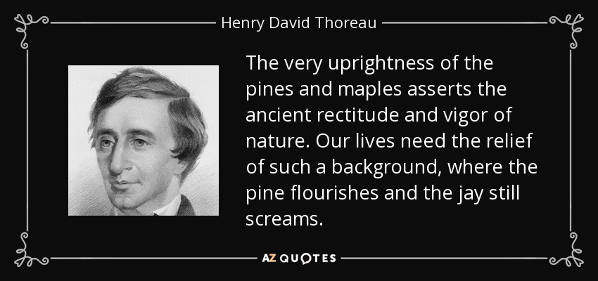 The very uprightness of the pines and maples asserts the ancient rectitude and vigor of nature. Our lives need the relief of such a background, where the pine flourishes and the jay still screams. - Henry David Thoreau