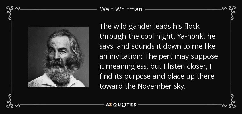 The wild gander leads his flock through the cool night, Ya-honk! he says, and sounds it down to me like an invitation: The pert may suppose it meaningless, but I listen closer, I find its purpose and place up there toward the November sky. - Walt Whitman