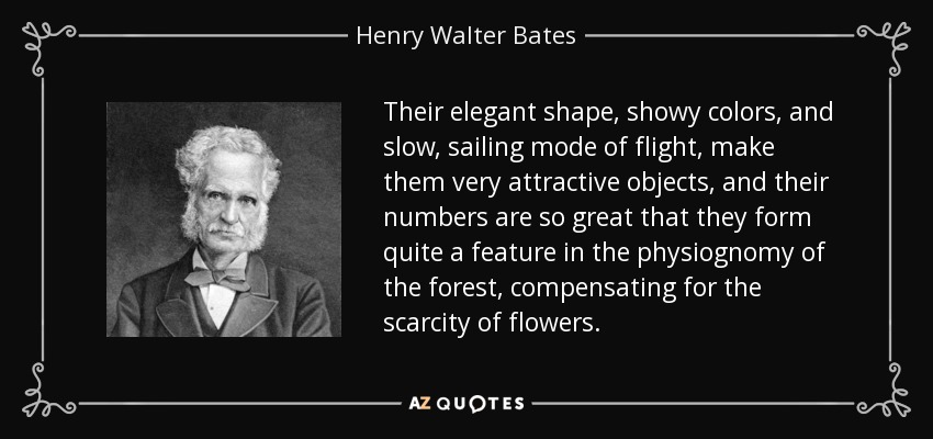 Their elegant shape, showy colors, and slow, sailing mode of flight, make them very attractive objects, and their numbers are so great that they form quite a feature in the physiognomy of the forest, compensating for the scarcity of flowers. - Henry Walter Bates