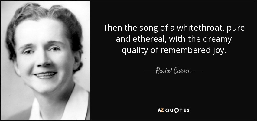Then the song of a whitethroat, pure and ethereal, with the dreamy quality of remembered joy. - Rachel Carson