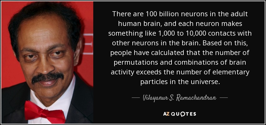 There are 100 billion neurons in the adult human brain, and each neuron makes something like 1,000 to 10,000 contacts with other neurons in the brain. Based on this, people have calculated that the number of permutations and combinations of brain activity exceeds the number of elementary particles in the universe. - Vilayanur S. Ramachandran