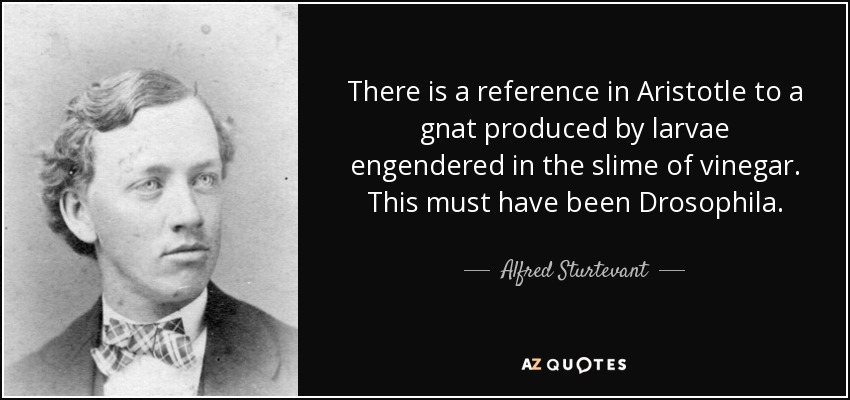 There is a reference in Aristotle to a gnat produced by larvae engendered in the slime of vinegar. This must have been Drosophila. - Alfred Sturtevant