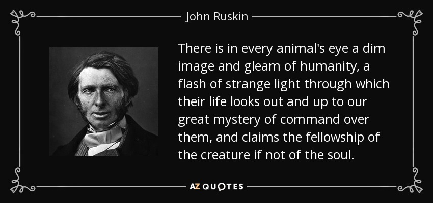 There is in every animal's eye a dim image and gleam of humanity, a flash of strange light through which their life looks out and up to our great mystery of command over them, and claims the fellowship of the creature if not of the soul. - John Ruskin