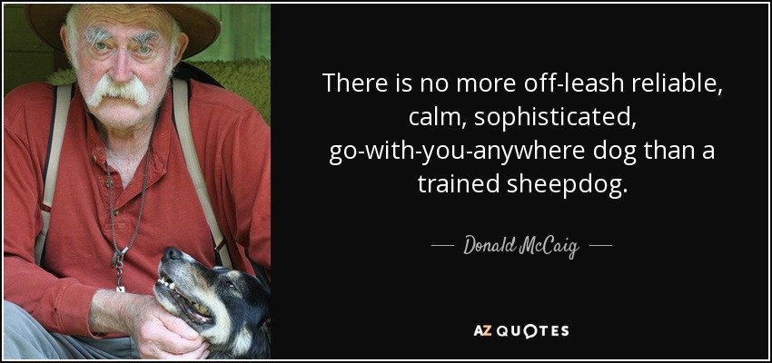 There is no more off-leash reliable, calm, sophisticated, go-with-you-anywhere dog than a trained sheepdog. - Donald McCaig