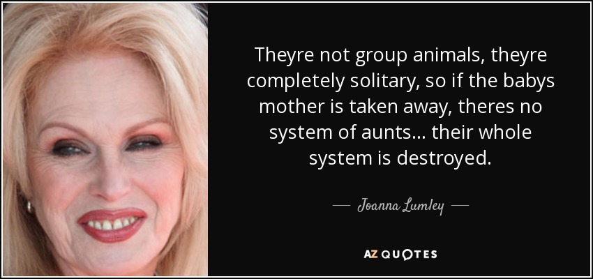 Theyre not group animals, theyre completely solitary, so if the babys mother is taken away, theres no system of aunts ... their whole system is destroyed. - Joanna Lumley