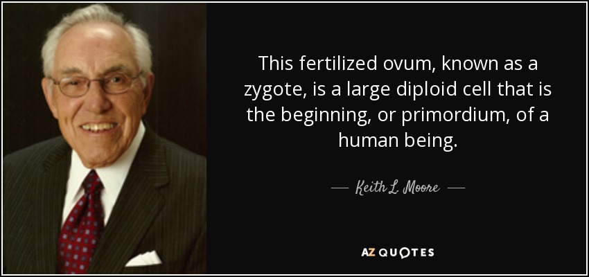 This fertilized ovum, known as a zygote, is a large diploid cell that is the beginning, or primordium, of a human being. - Keith L. Moore