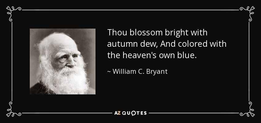 Thou blossom bright with autumn dew, And colored with the heaven's own blue. - William C. Bryant