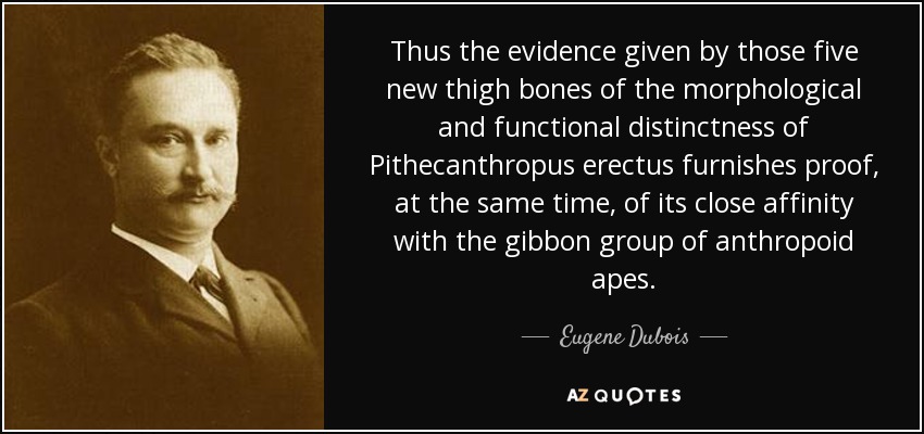 Thus the evidence given by those five new thigh bones of the morphological and functional distinctness of Pithecanthropus erectus furnishes proof, at the same time, of its close affinity with the gibbon group of anthropoid apes. - Eugene Dubois