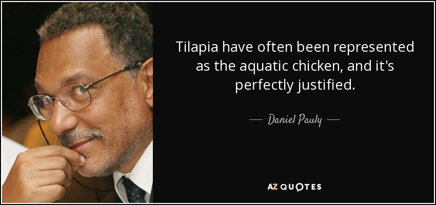 Tilapia have often been represented as the aquatic chicken, and it's perfectly justified. - Daniel Pauly
