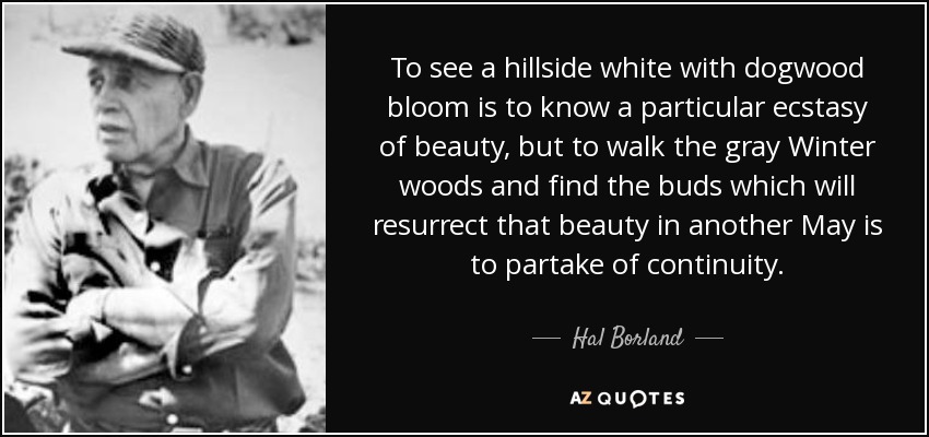 To see a hillside white with dogwood bloom is to know a particular ecstasy of beauty, but to walk the gray Winter woods and find the buds which will resurrect that beauty in another May is to partake of continuity. - Hal Borland