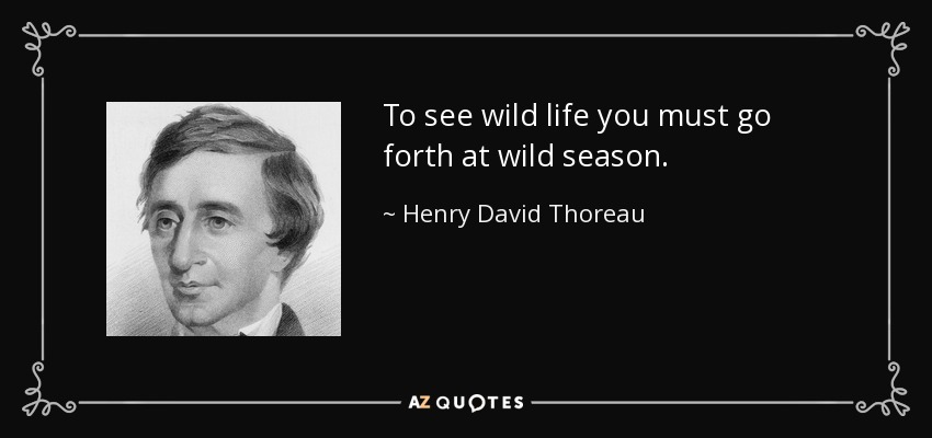 To see wild life you must go forth at wild season. - Henry David Thoreau