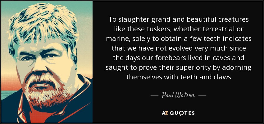 To slaughter grand and beautiful creatures like these tuskers, whether terrestrial or marine, solely to obtain a few teeth indicates that we have not evolved very much since the days our forebears lived in caves and saught to prove their superiority by adorning themselves with teeth and claws - Paul Watson