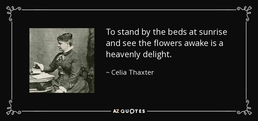 To stand by the beds at sunrise and see the flowers awake is a heavenly delight. - Celia Thaxter