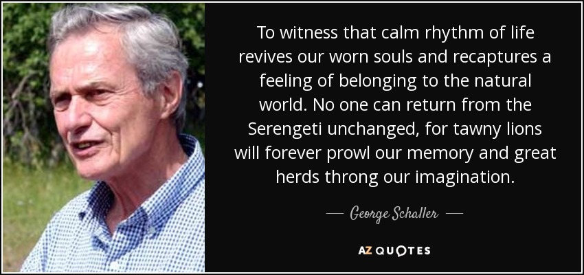 To witness that calm rhythm of life revives our worn souls and recaptures a feeling of belonging to the natural world. No one can return from the Serengeti unchanged, for tawny lions will forever prowl our memory and great herds throng our imagination. - George Schaller