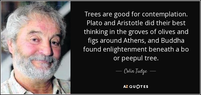 Trees are good for contemplation. Plato and Aristotle did their best thinking in the groves of olives and figs around Athens, and Buddha found enlightenment beneath a bo or peepul tree. - Colin Tudge