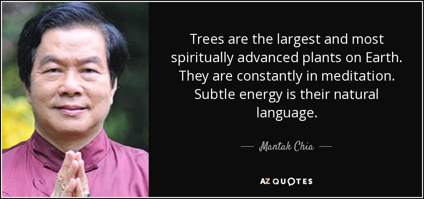 Trees are the largest and most spiritually advanced plants on Earth. They are constantly in meditation. Subtle energy is their natural language. - Mantak Chia