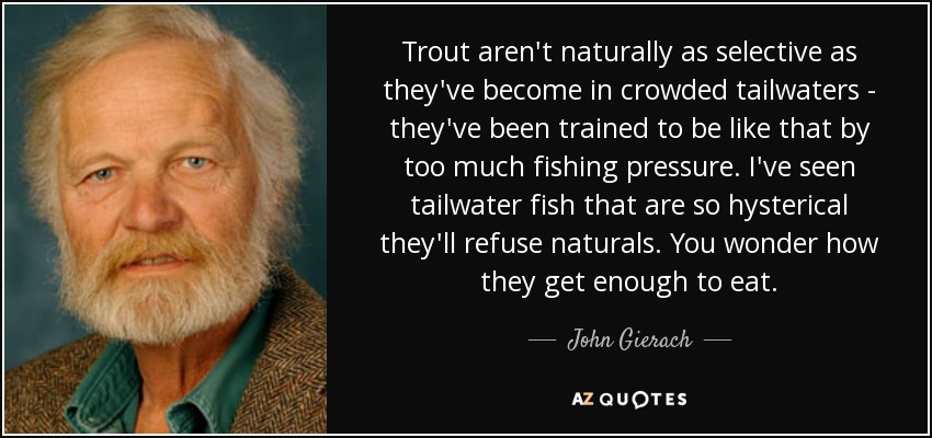 Trout aren't naturally as selective as they've become in crowded tailwaters - they've been trained to be like that by too much fishing pressure. I've seen tailwater fish that are so hysterical they'll refuse naturals. You wonder how they get enough to eat. - John Gierach