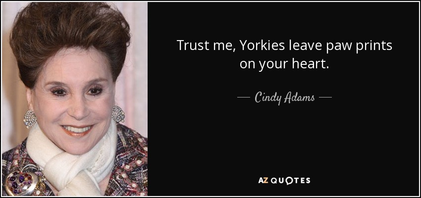 Trust me, Yorkies leave paw prints on your heart. - Cindy Adams