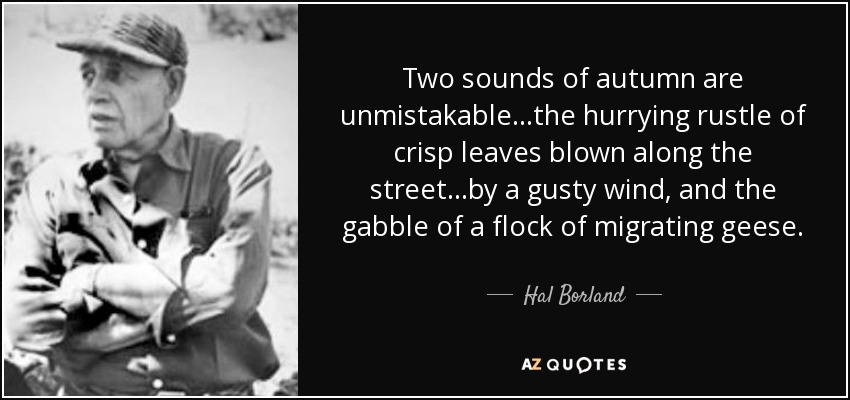 Two sounds of autumn are unmistakable...the hurrying rustle of crisp leaves blown along the street...by a gusty wind, and the gabble of a flock of migrating geese. - Hal Borland