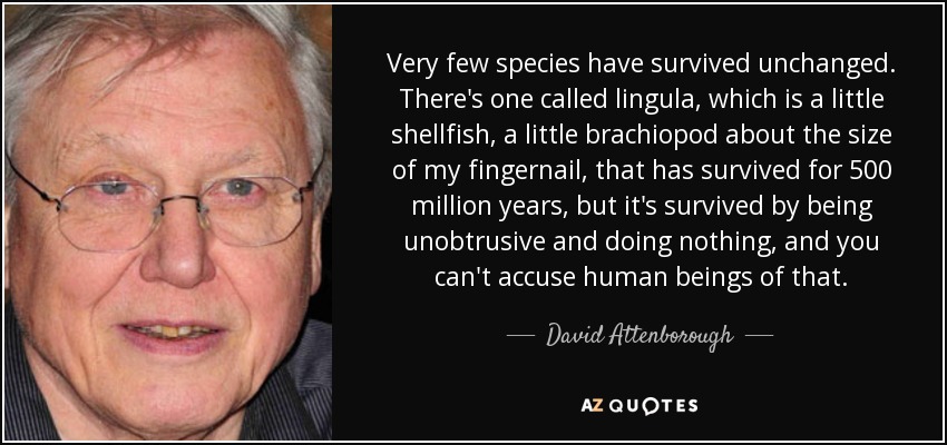 Very few species have survived unchanged. There's one called lingula, which is a little shellfish, a little brachiopod about the size of my fingernail, that has survived for 500 million years, but it's survived by being unobtrusive and doing nothing, and you can't accuse human beings of that. - David Attenborough