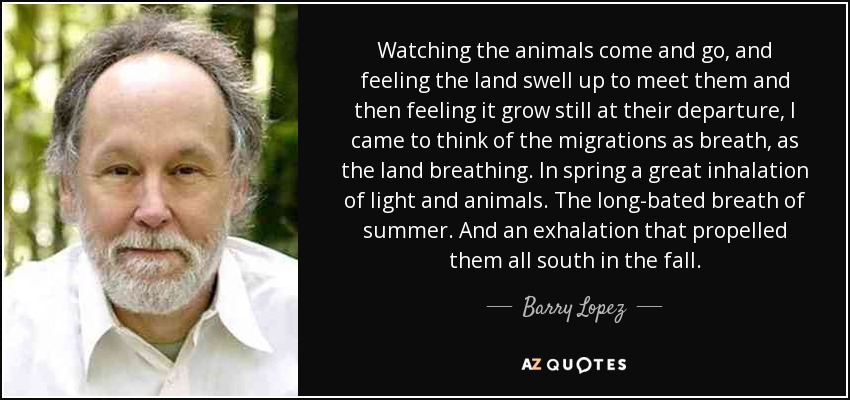 Watching the animals come and go, and feeling the land swell up to meet them and then feeling it grow still at their departure, I came to think of the migrations as breath, as the land breathing. In spring a great inhalation of light and animals. The long-bated breath of summer. And an exhalation that propelled them all south in the fall. - Barry Lopez