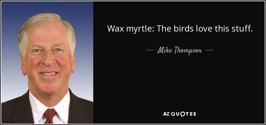 Wax myrtle: The birds love this stuff. - Mike Thompson