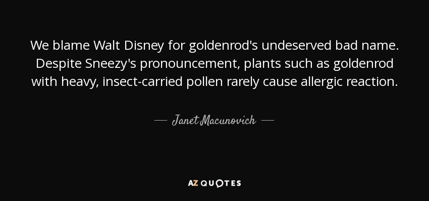 We blame Walt Disney for goldenrod's undeserved bad name. Despite Sneezy's pronouncement, plants such as goldenrod with heavy, insect-carried pollen rarely cause allergic reaction. - Janet Macunovich
