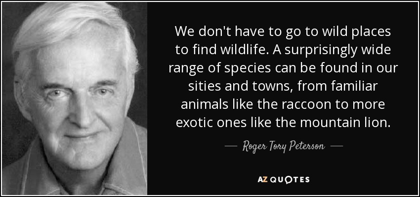 We don't have to go to wild places to find wildlife. A surprisingly wide range of species can be found in our sities and towns, from familiar animals like the raccoon to more exotic ones like the mountain lion. - Roger Tory Peterson