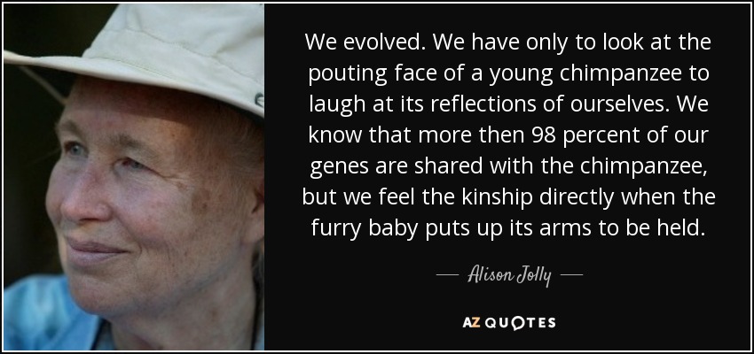 We evolved. We have only to look at the pouting face of a young chimpanzee to laugh at its reflections of ourselves. We know that more then 98 percent of our genes are shared with the chimpanzee, but we feel the kinship directly when the furry baby puts up its arms to be held. - Alison Jolly