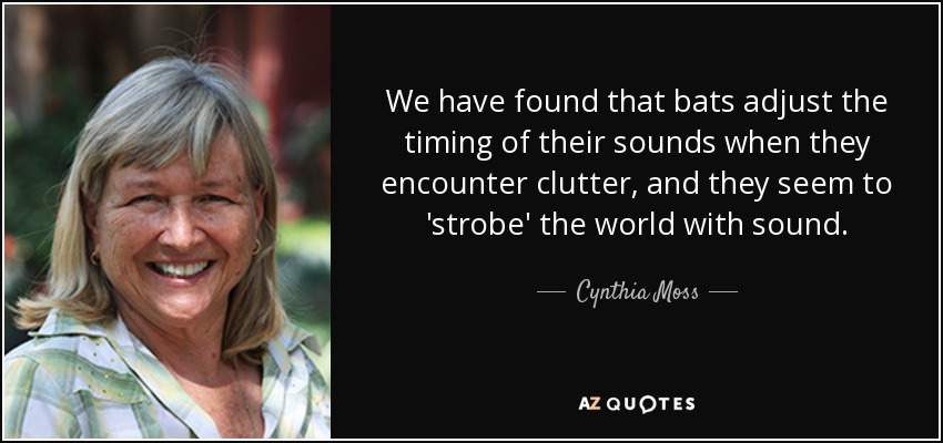 We have found that bats adjust the timing of their sounds when they encounter clutter, and they seem to 'strobe' the world with sound. - Cynthia Moss